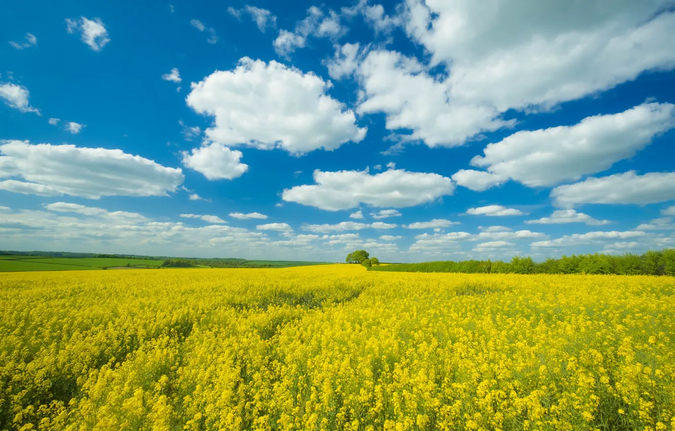 Photo wallpaper field, summer, the sky, clouds, trees, flowers, yellow, blue