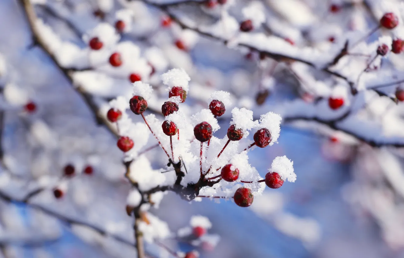 Photo wallpaper white, winter, snow, twig