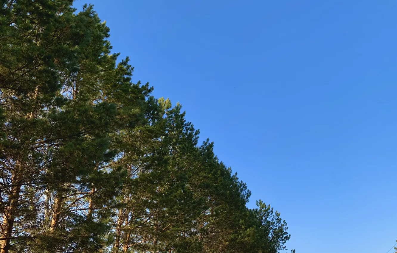 Photo wallpaper autumn, the sky, space, pine, blue sky