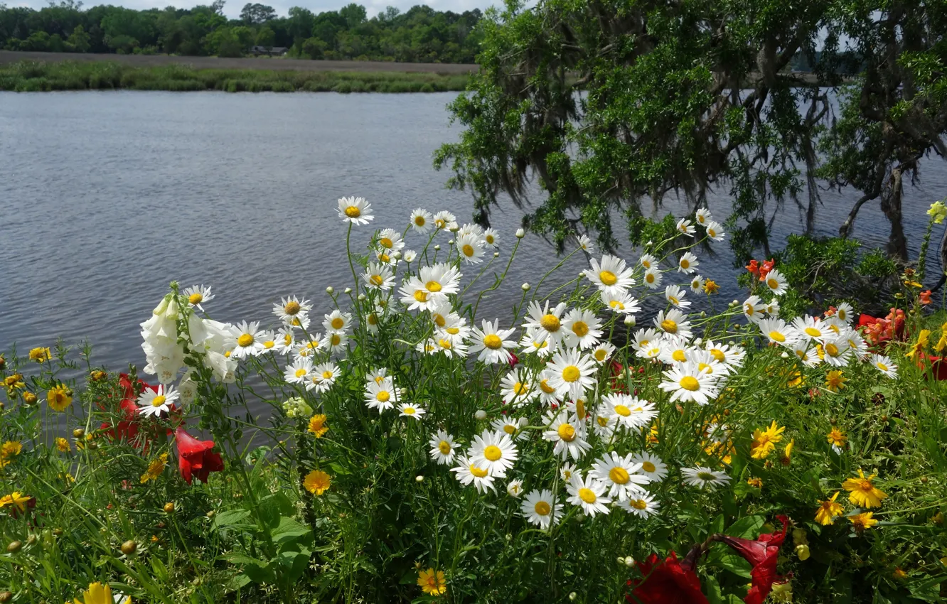 Photo wallpaper greens, summer, trees, flowers, branches, yellow, red, lake