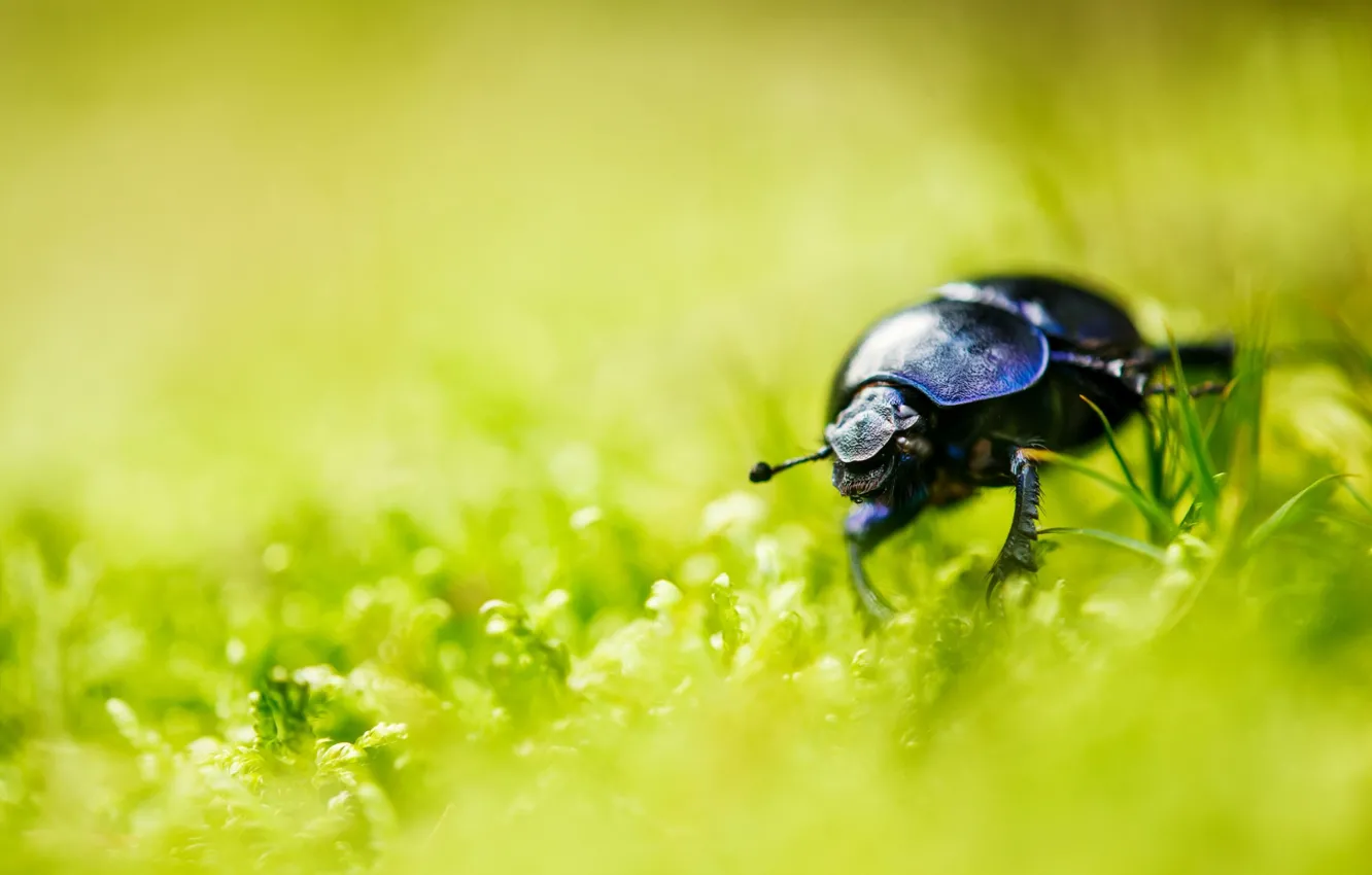 Photo wallpaper grass, macro, background, Beetle