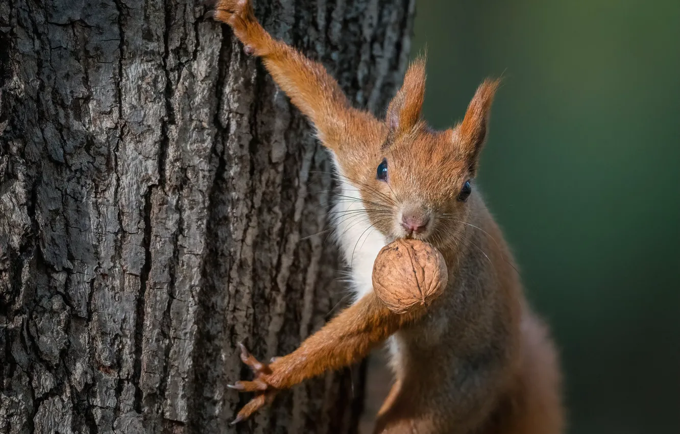 Photo wallpaper trees, protein, red, nuts