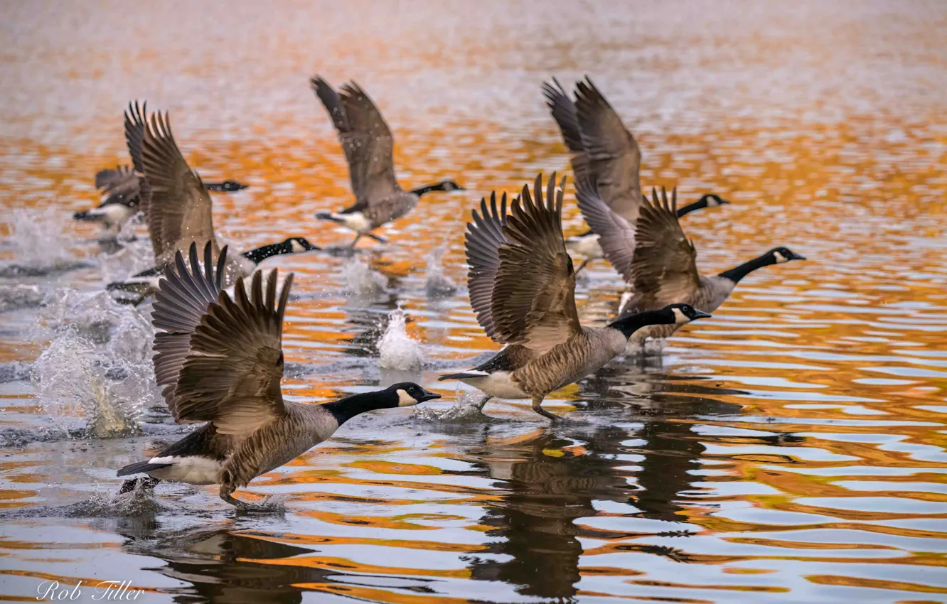 Photo wallpaper Wings, The rise, Geese, Canadian Goose, Canada goose, Branta canadensis, Delmarva peninsula, Delmarva Peninsula