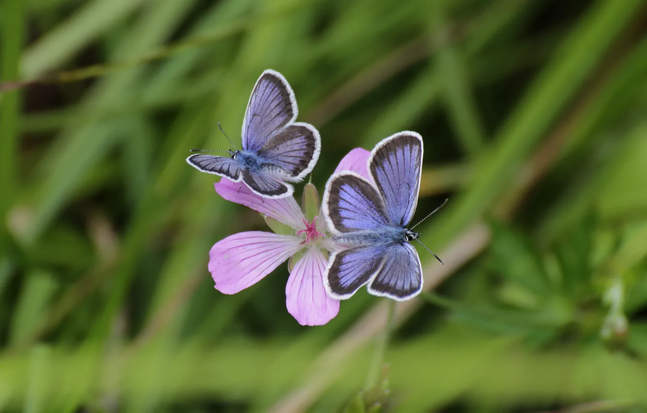 Photo wallpaper grass, macro, flowers, background, widescreen, Wallpaper, butterfly, wallpaper