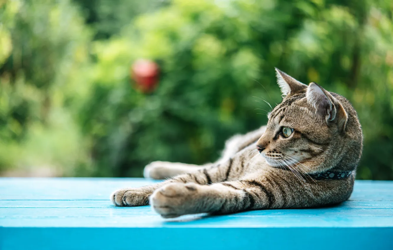 Photo wallpaper cat, cat, bench, nature, Board, paws, shop, lies