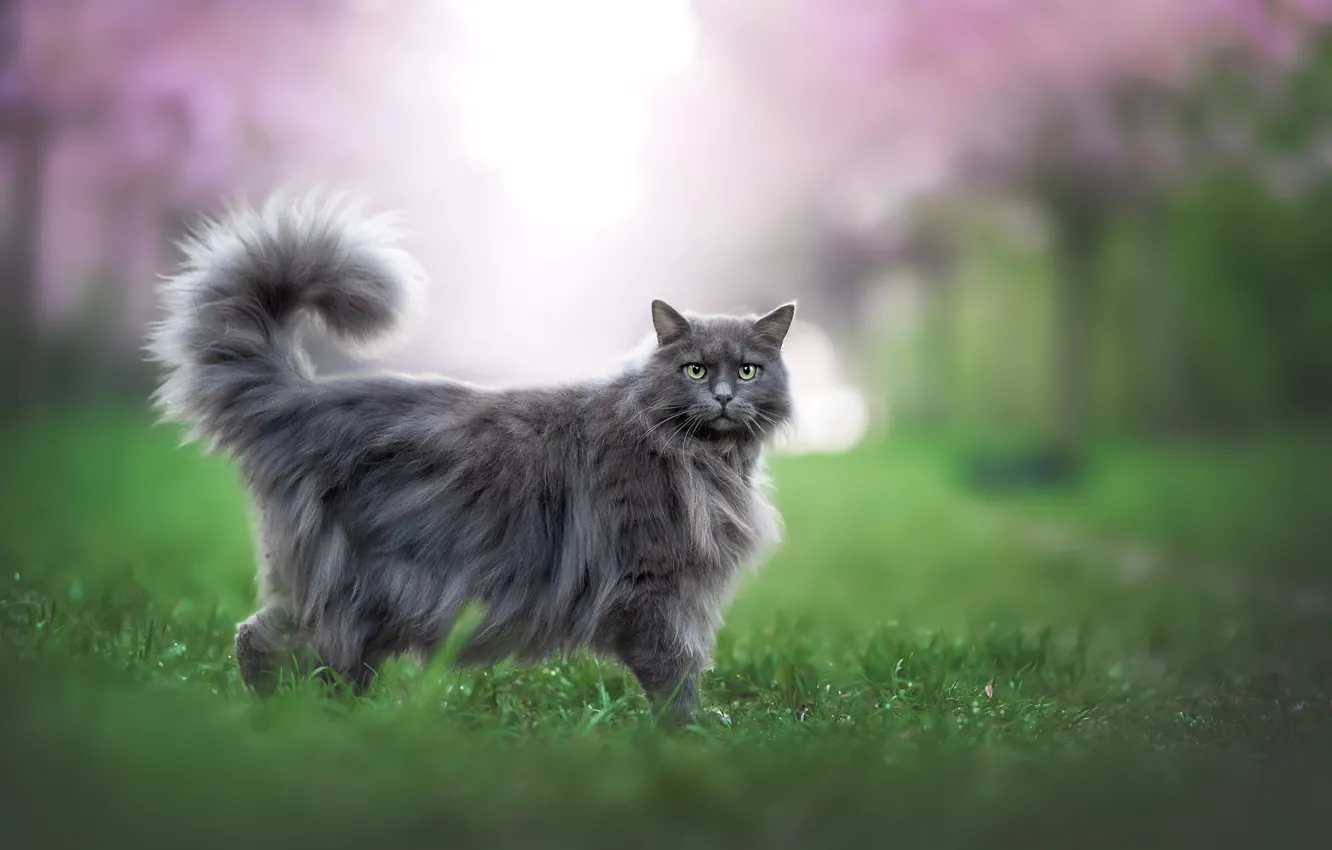 Photo wallpaper cat, grass, cat, look, Park, grey, glade, spring