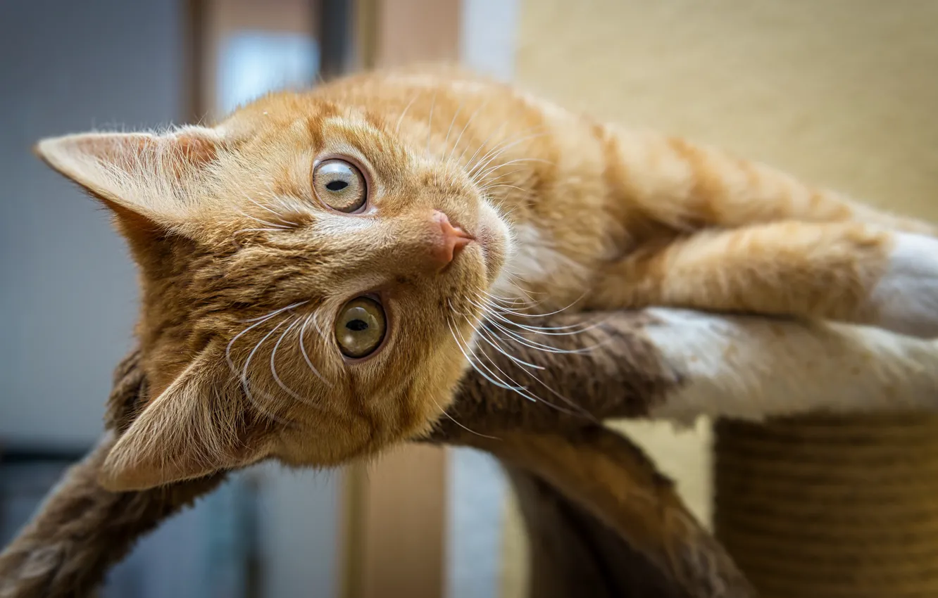 Photo wallpaper cat, cat, look, pose, paws, lies, fur, red