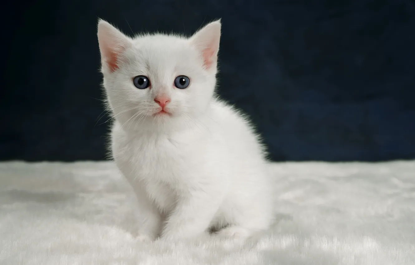 Photo wallpaper cat, white, kitty, background, fur, kitty, sitting