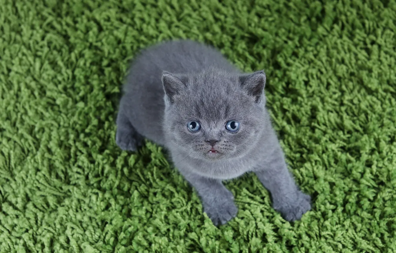 Photo wallpaper cat, green, pile, Mat, kitty, British