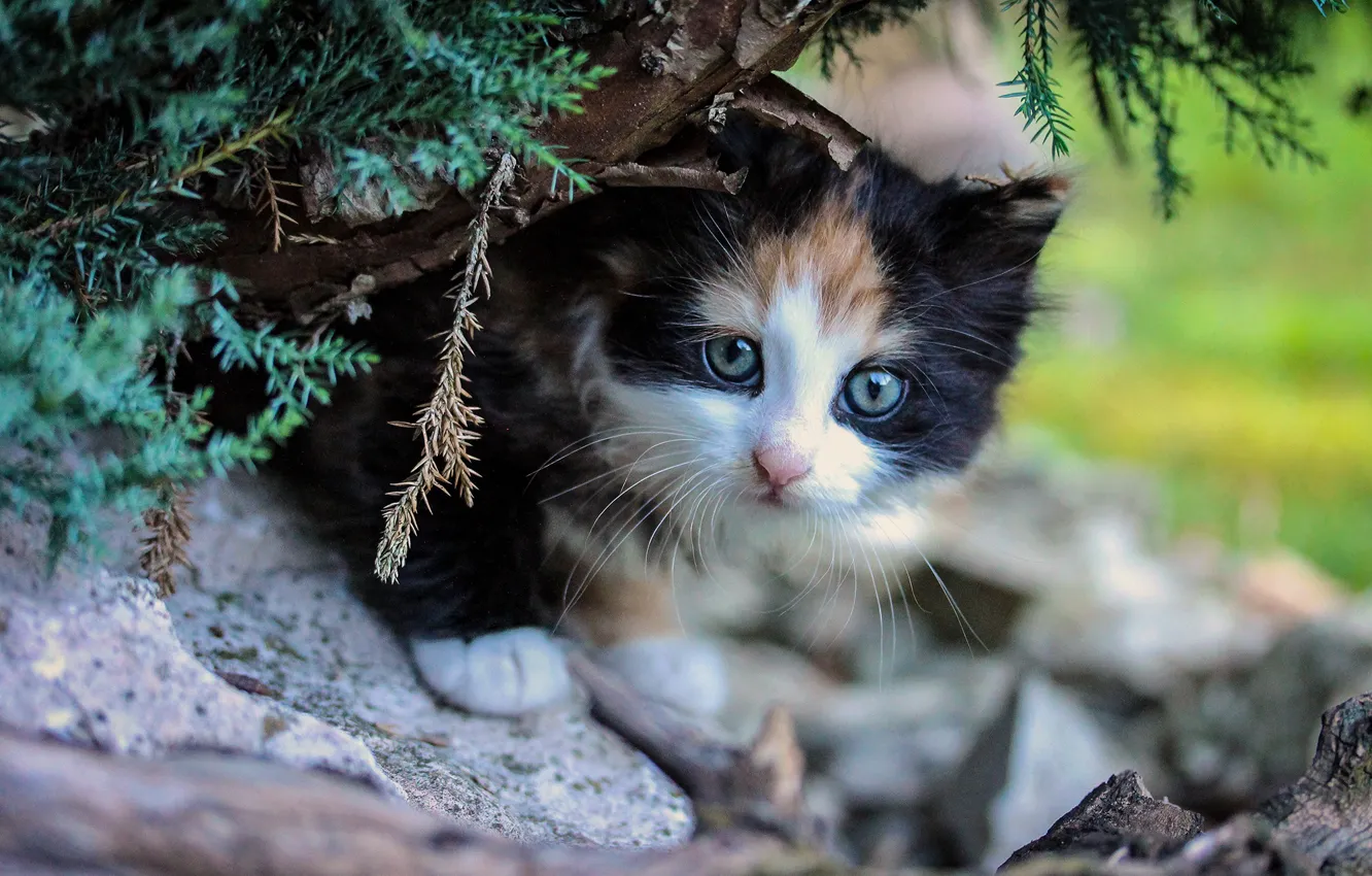 Photo wallpaper cat, look, branches, nature, pose, kitty, background, baby