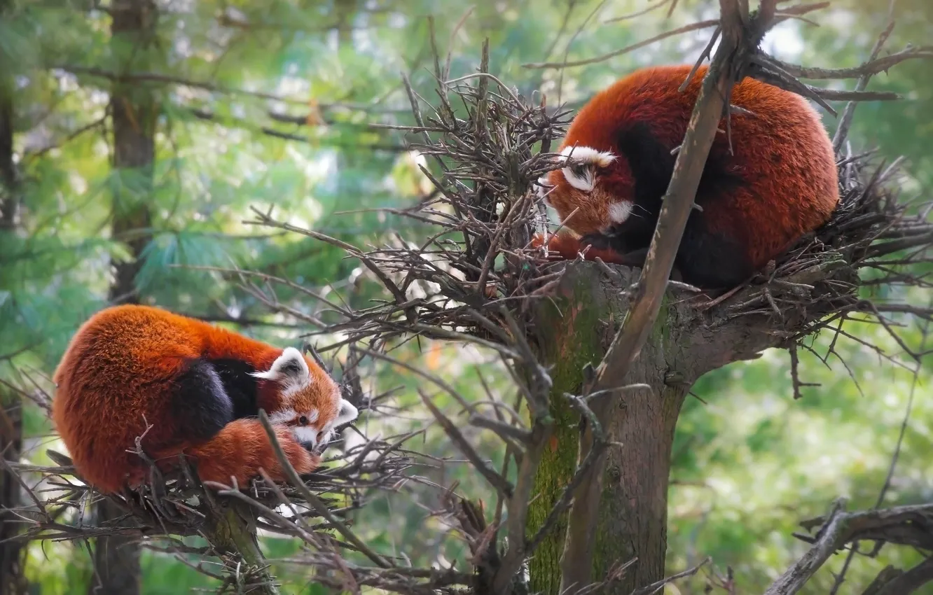 Photo wallpaper forest, face, trees, branches, nature, pose, two, pair