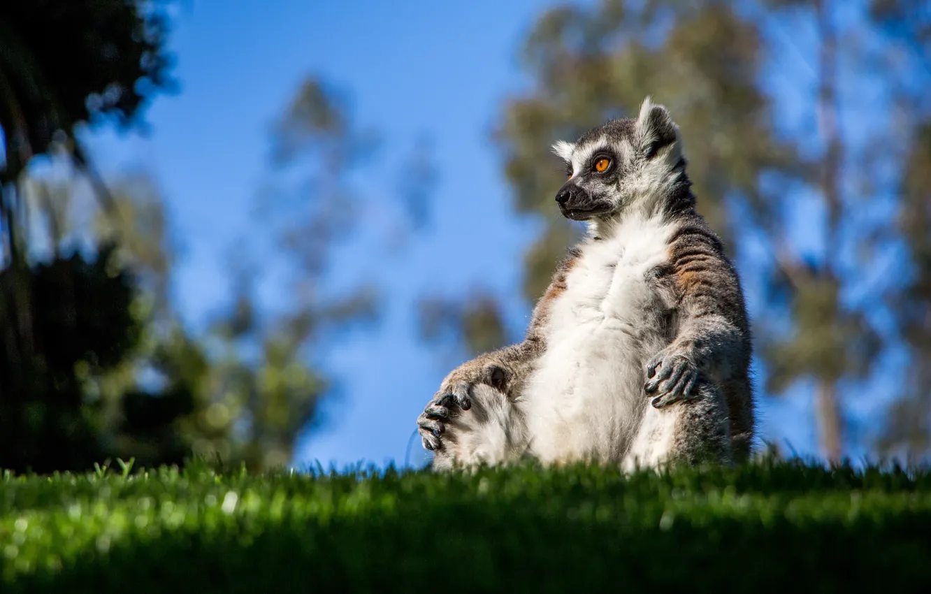Photo wallpaper nature, pose, meditation, lemur, sitting