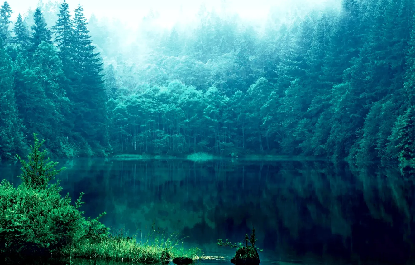 Photo wallpaper grass, reflection, trees, lake, Forest