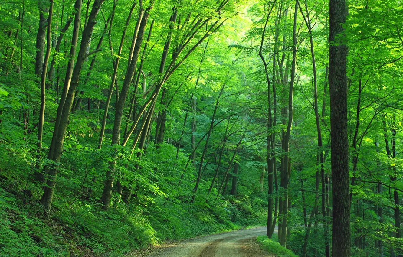 Photo wallpaper road, forest, summer, trees