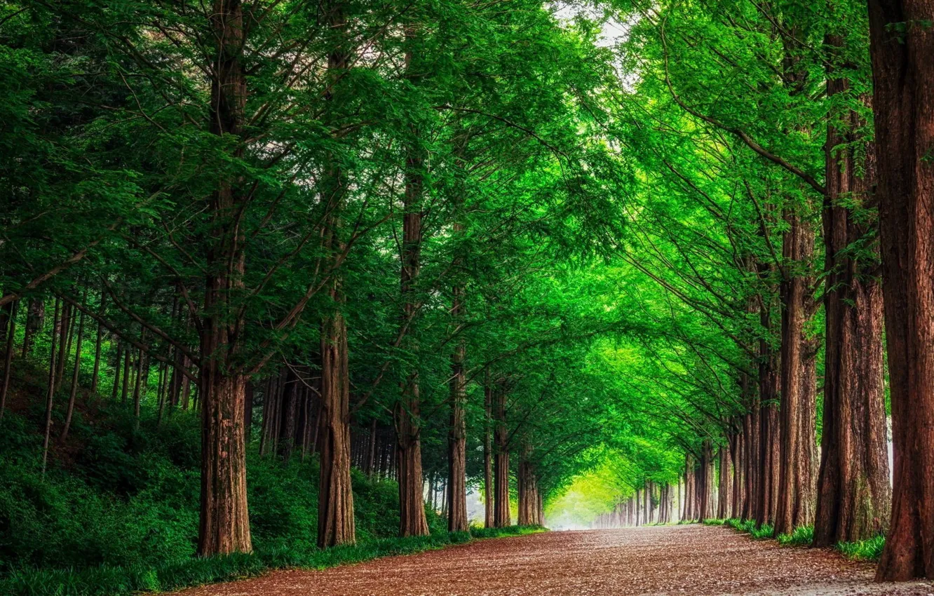 Photo wallpaper road, forest, landscape, nature