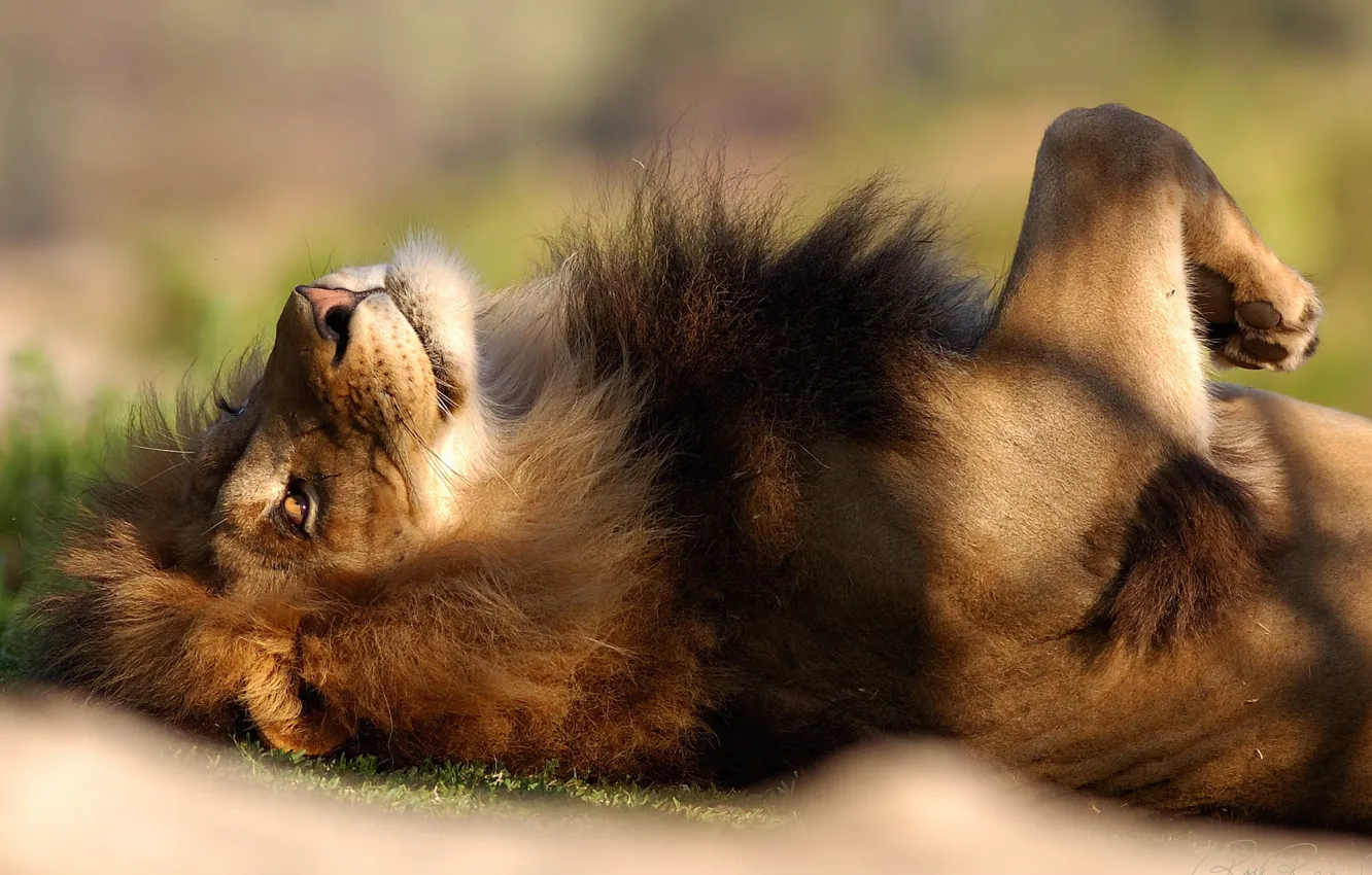 Photo wallpaper LEO, STAY, MANE, LYING, RELAXED)