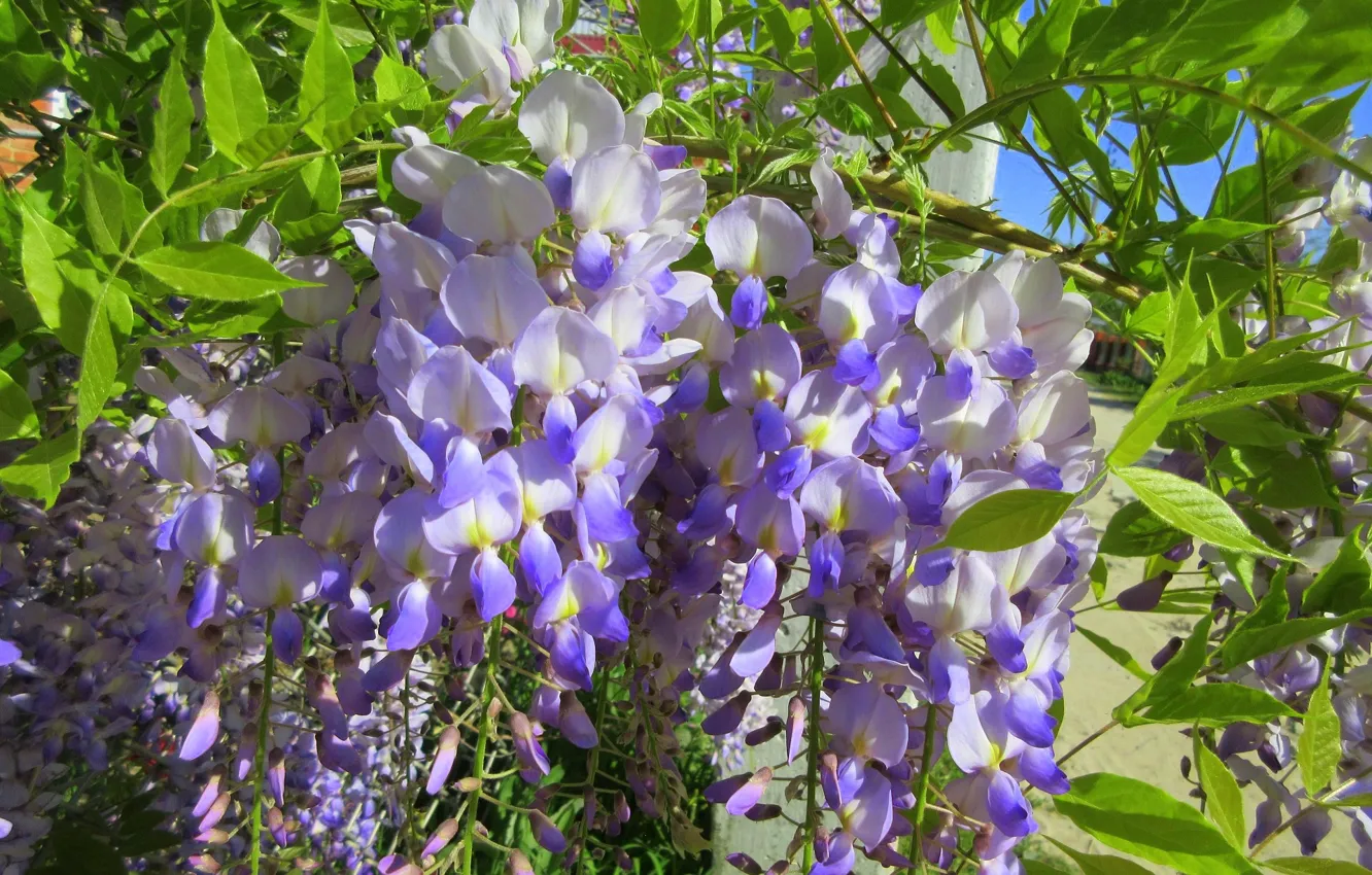 Photo wallpaper flowers, Wisteria, spring 2018, Meduzanol ©