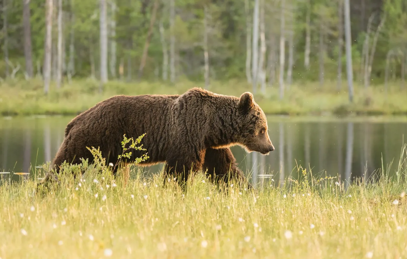 Photo wallpaper forest, grass, reflection, shore, bear, cotton, walk, pond