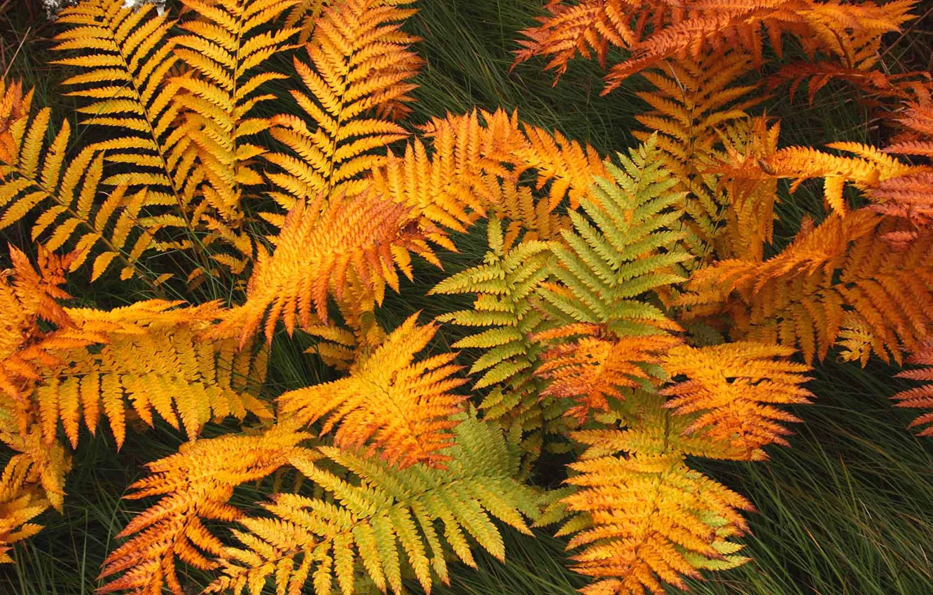 Photo wallpaper autumn, leaves, plant, Canada, Newfoundland