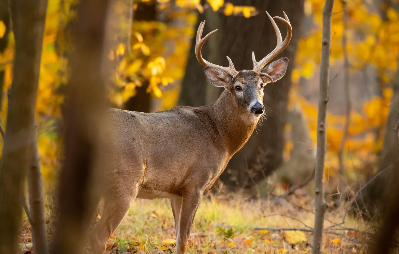 Photo wallpaper autumn, forest, face, trees, branches, deer, horns