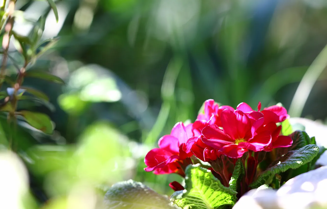 Photo wallpaper macro, spring, Primula