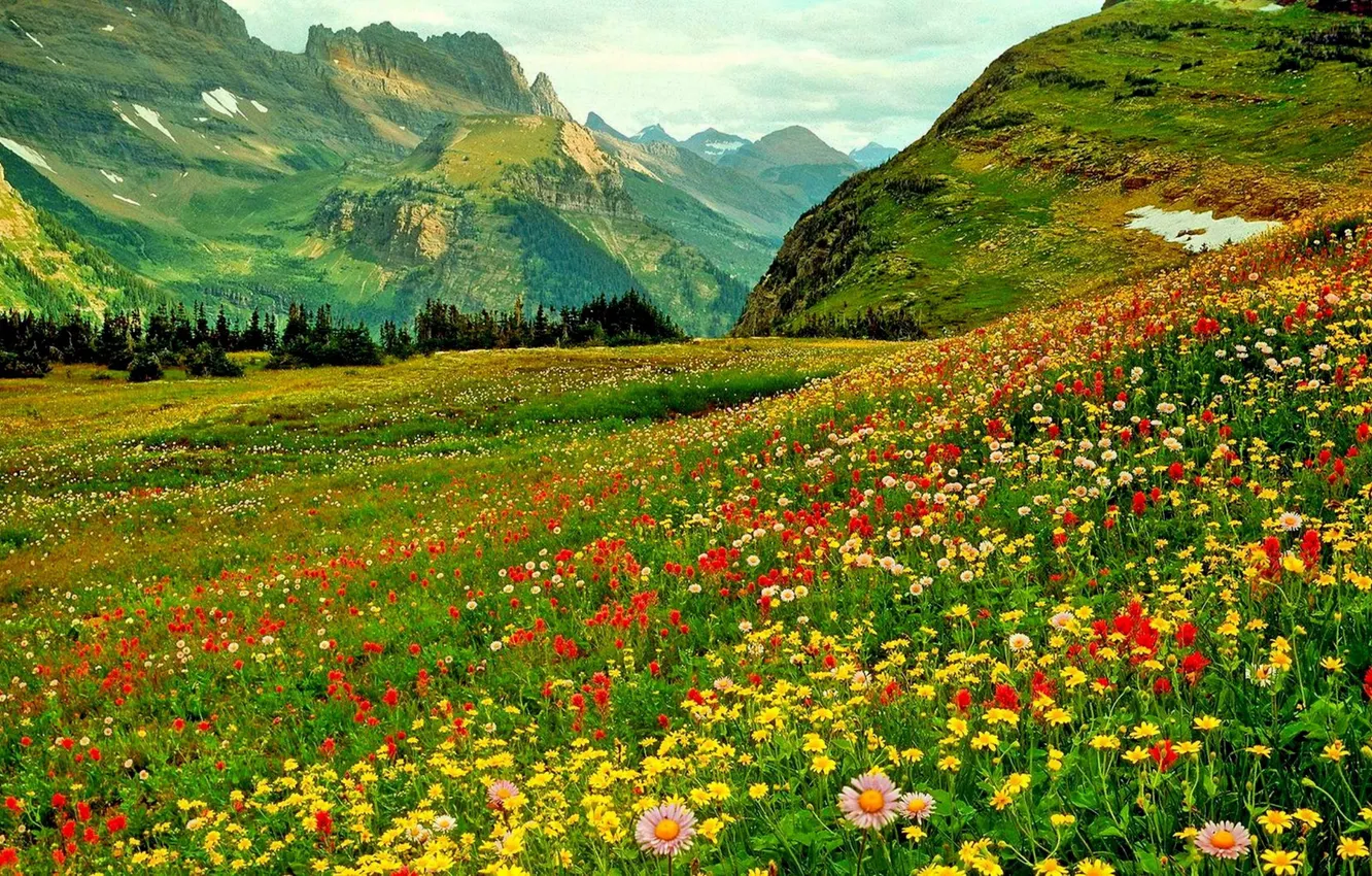 Photo wallpaper forest, the sky, grass, clouds, trees, landscape, flowers, mountains