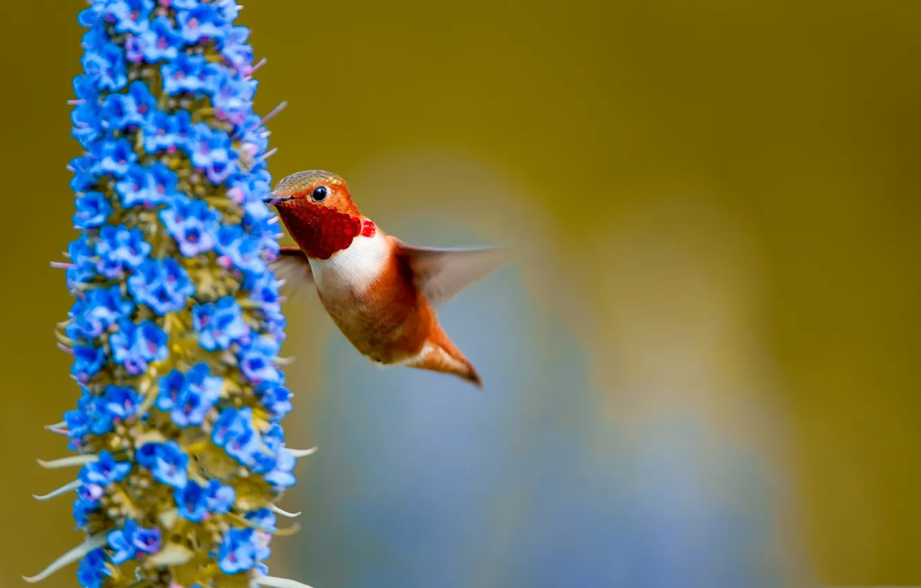 Photo wallpaper flower, macro, bird, Hummingbird