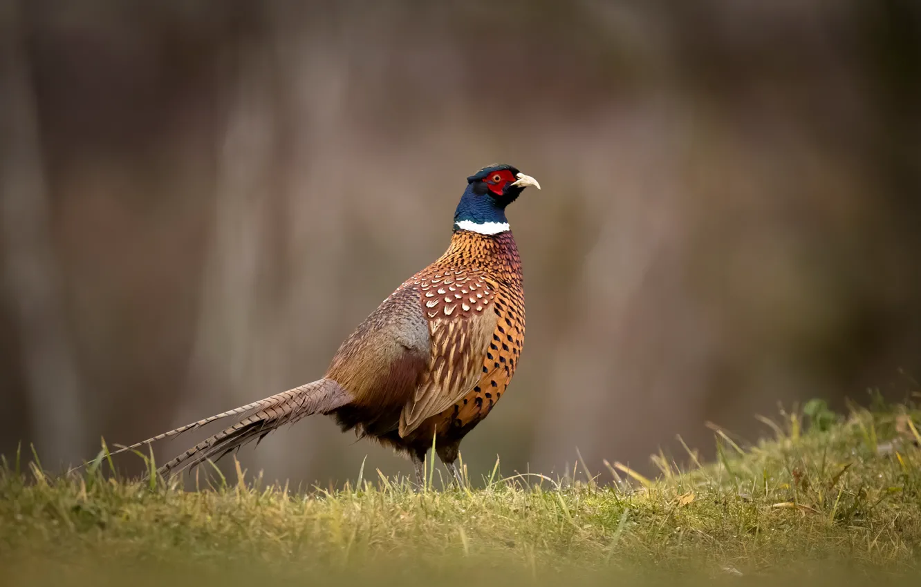 Photo wallpaper grass, bird, glade, pheasant