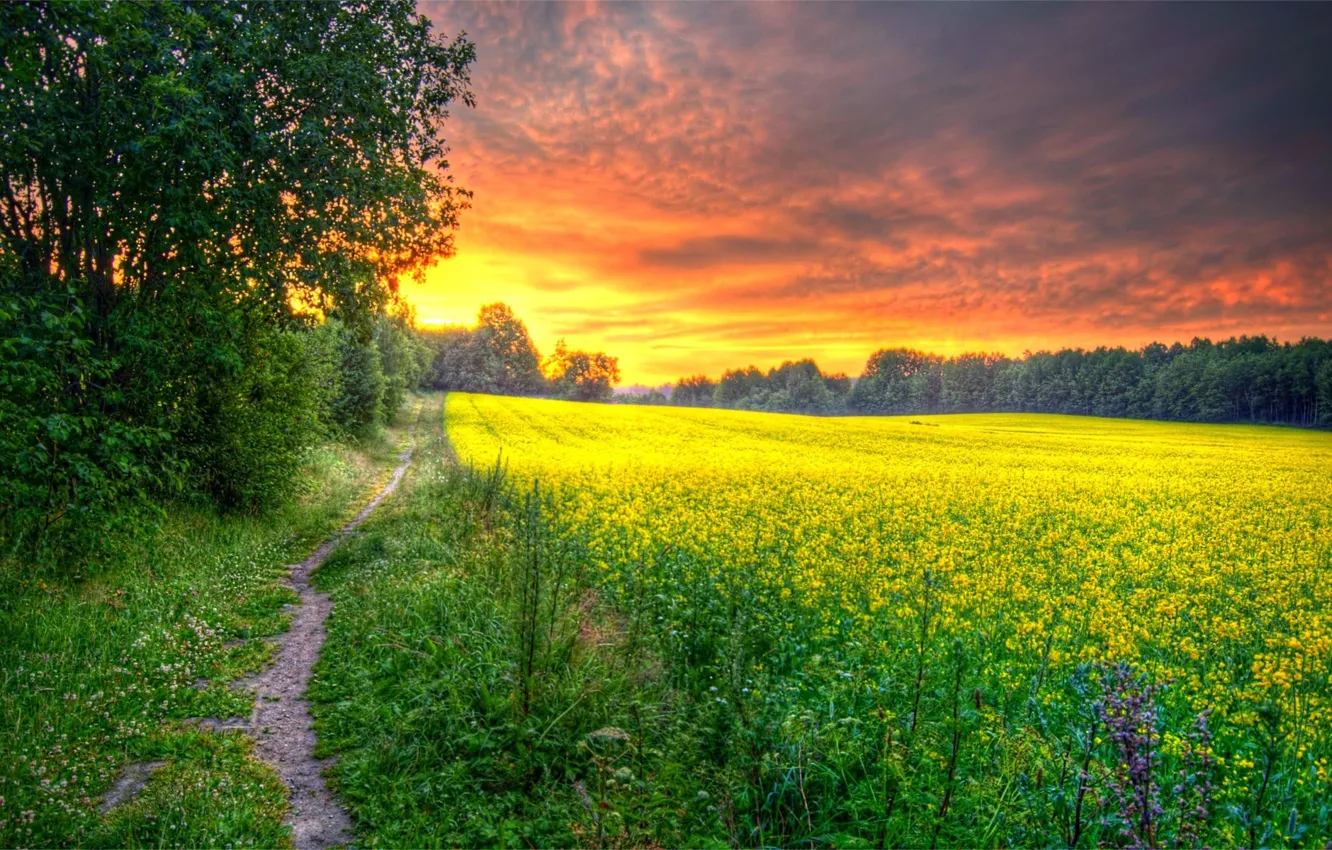 Photo wallpaper road, field, forest, grass, the sun, flowers, dawn, morning