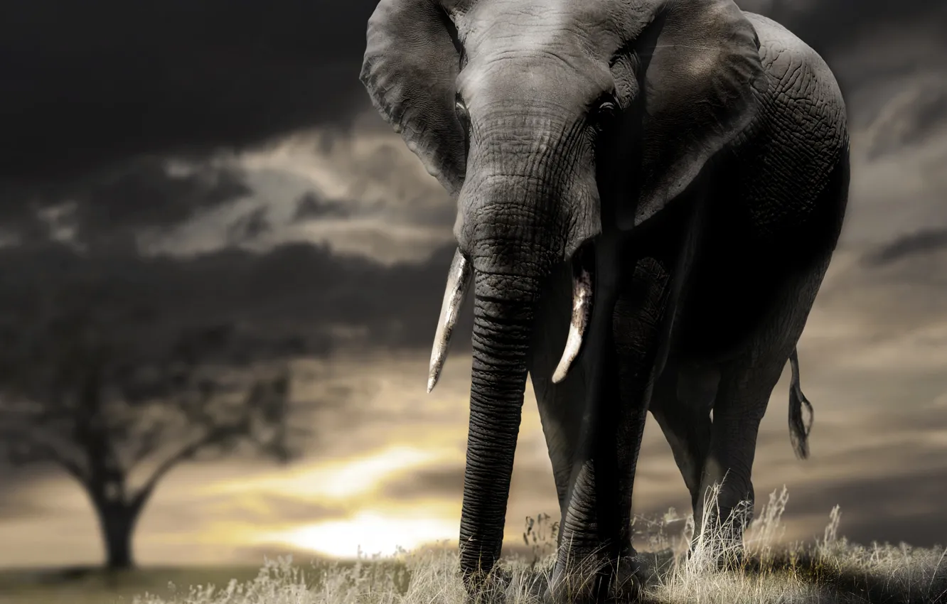 Photo wallpaper the sky, elephant, Savannah