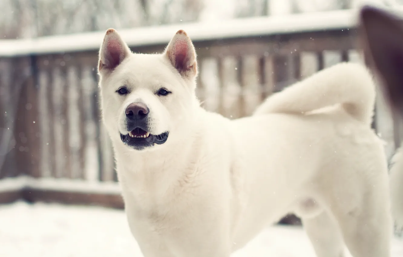 Photo wallpaper winter, Dog, dog, Laika