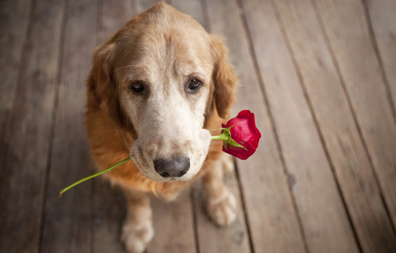 Photo wallpaper each, roses, dog