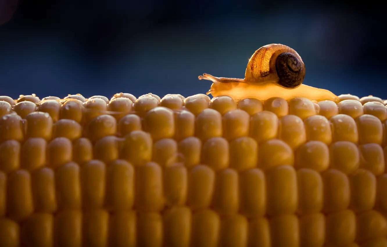 Photo wallpaper macro, light, yellow, snail, grain, corn, blue background, the cob
