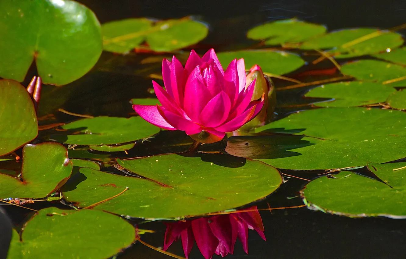 Photo wallpaper flower, leaves, Lily, petals, pond