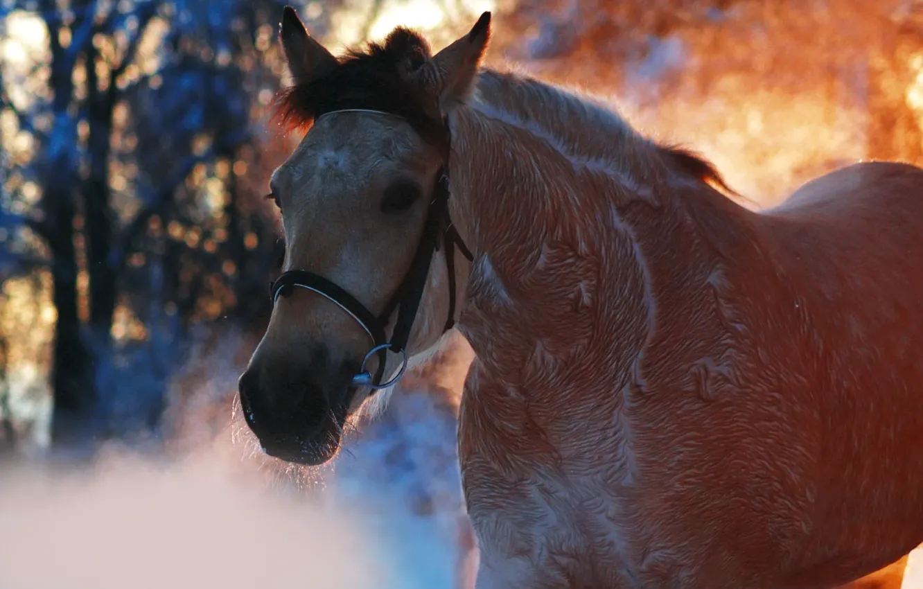 Photo wallpaper animal, horse, horse