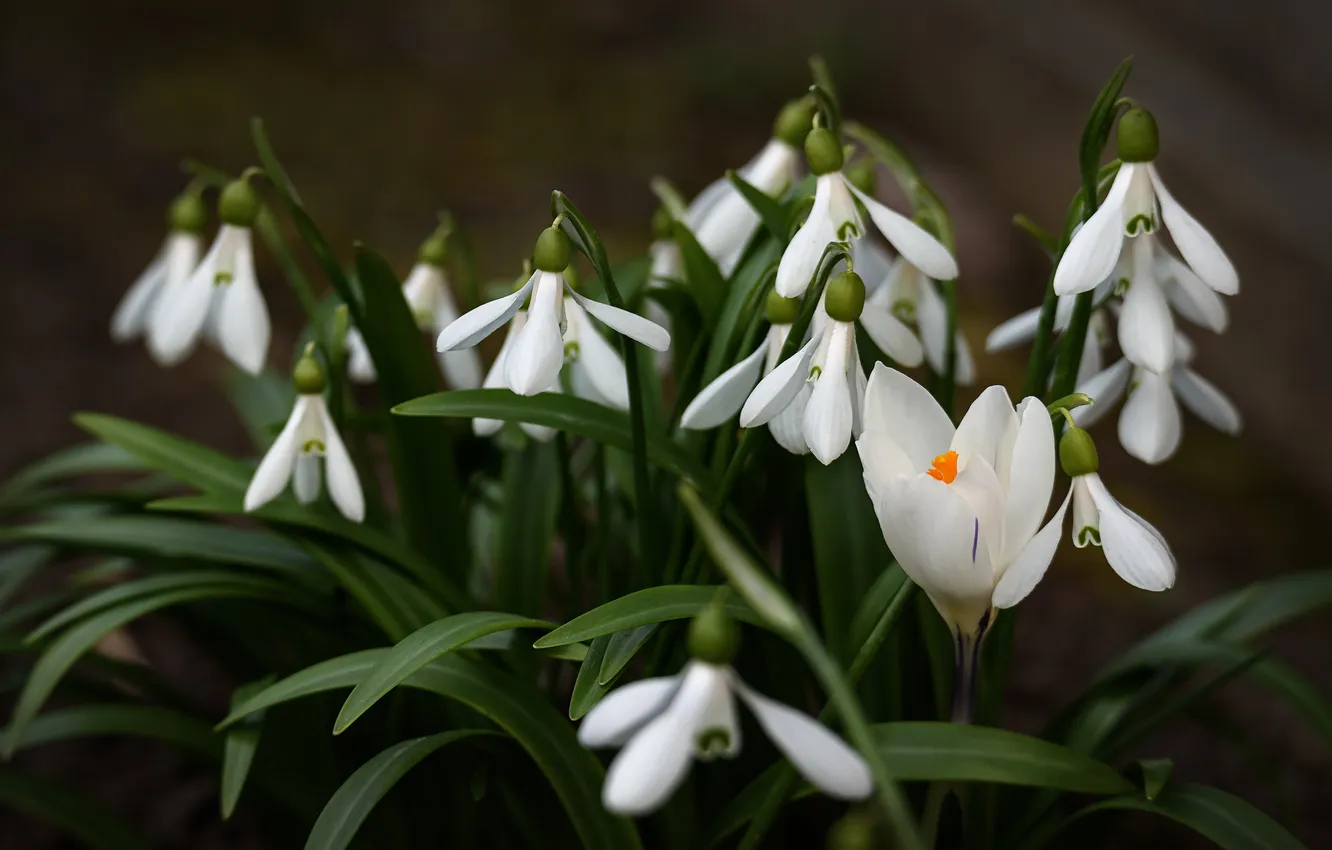 Photo wallpaper spring, snowdrops, crocuses, Armen Zakharov