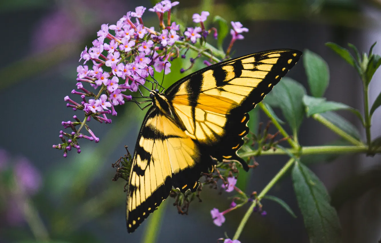 Photo wallpaper leaves, microsemi, wings, Butterfly, insect, beautiful, flowering, closeup