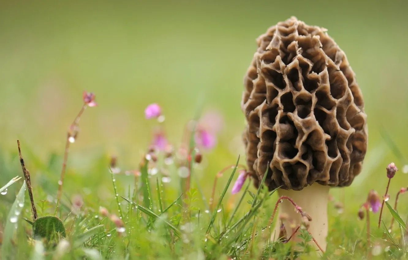Photo wallpaper grass, drops, macro, photo, mushrooms, mashroom morchella, smorcek