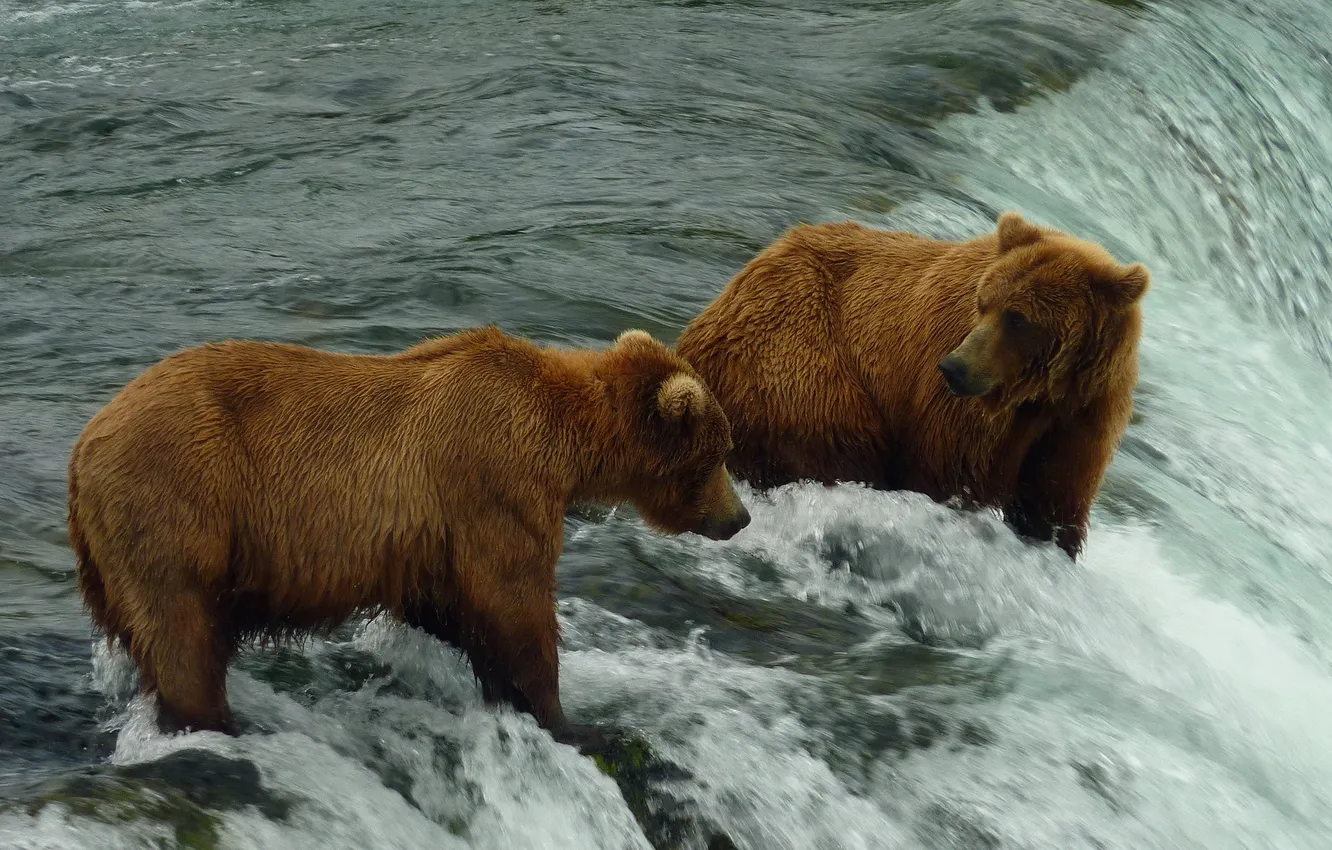 Photo wallpaper nature, background, bear