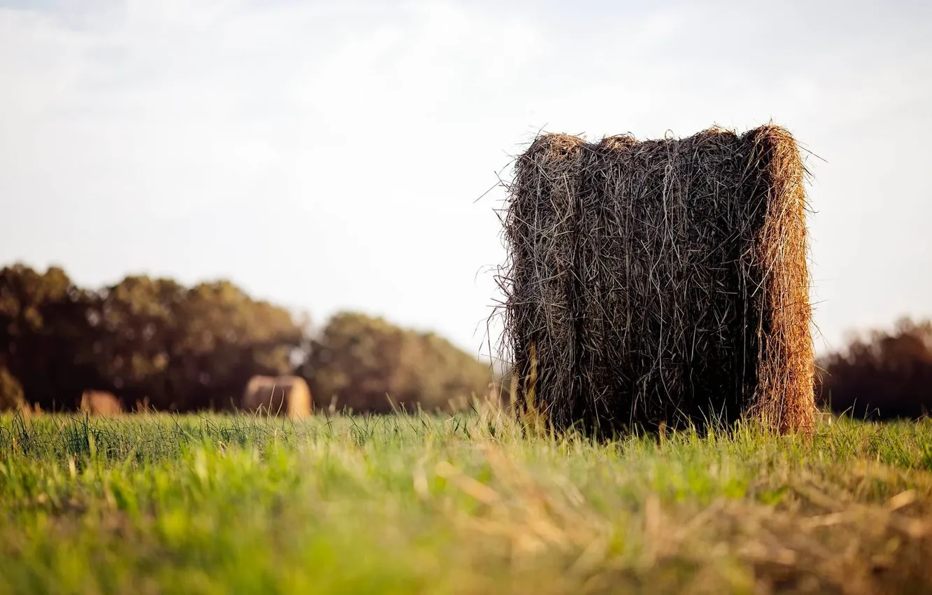 Photo wallpaper field, grass, Nature, bale, haystack