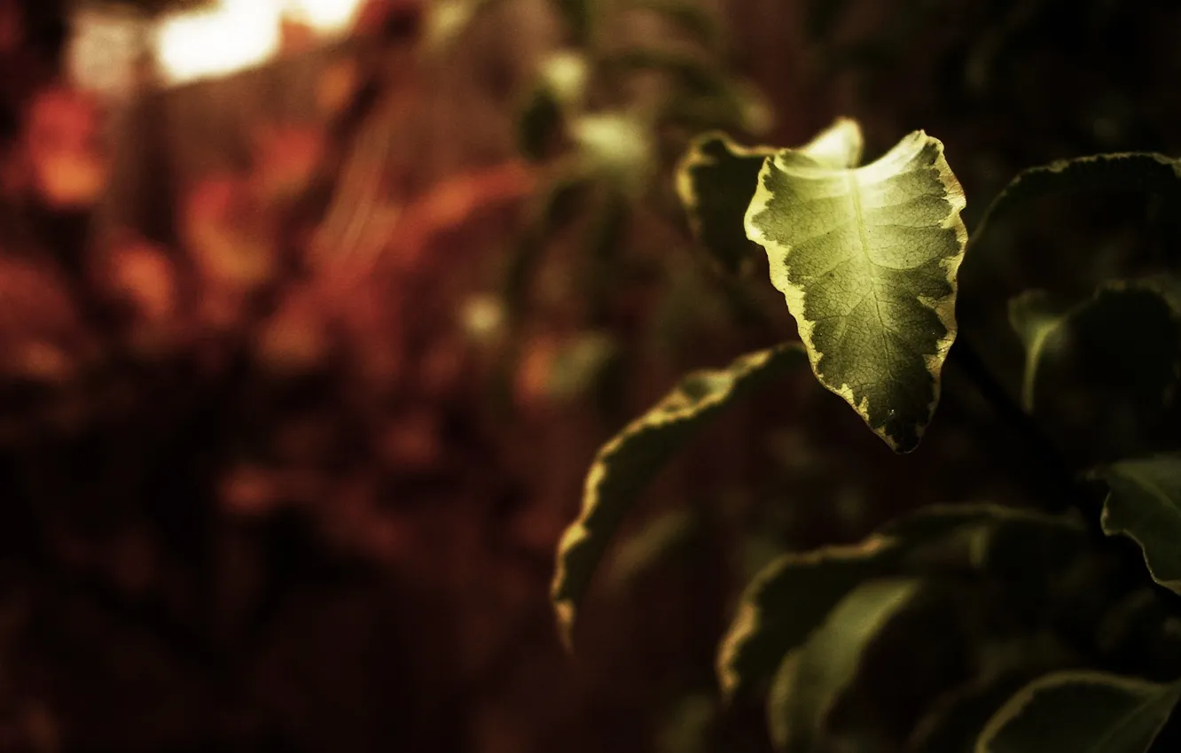 Photo wallpaper macro, nature, background, Wallpaper, plants, branch, leaf, picture