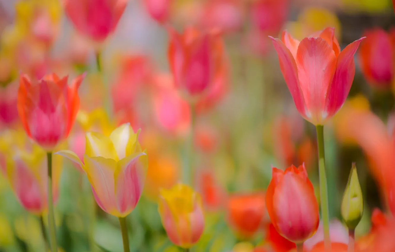 Photo wallpaper tulips, buds, bokeh