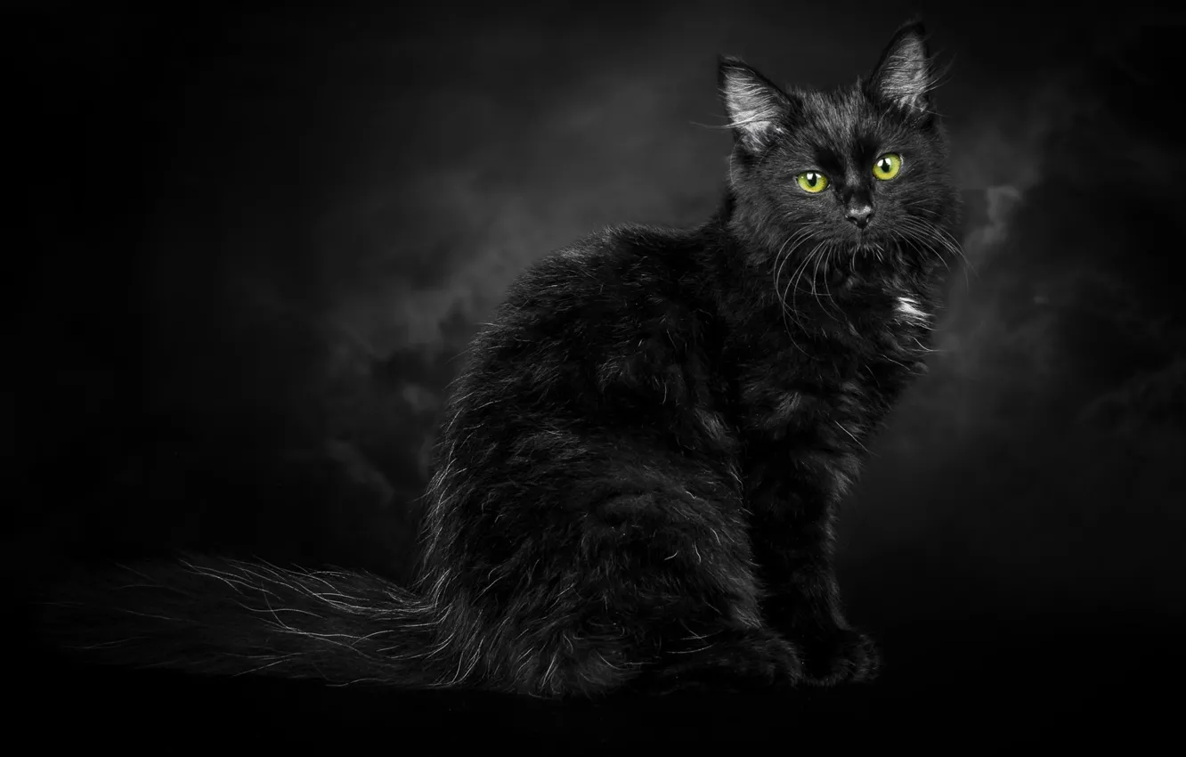 Photo wallpaper black background, green eyes, black cat