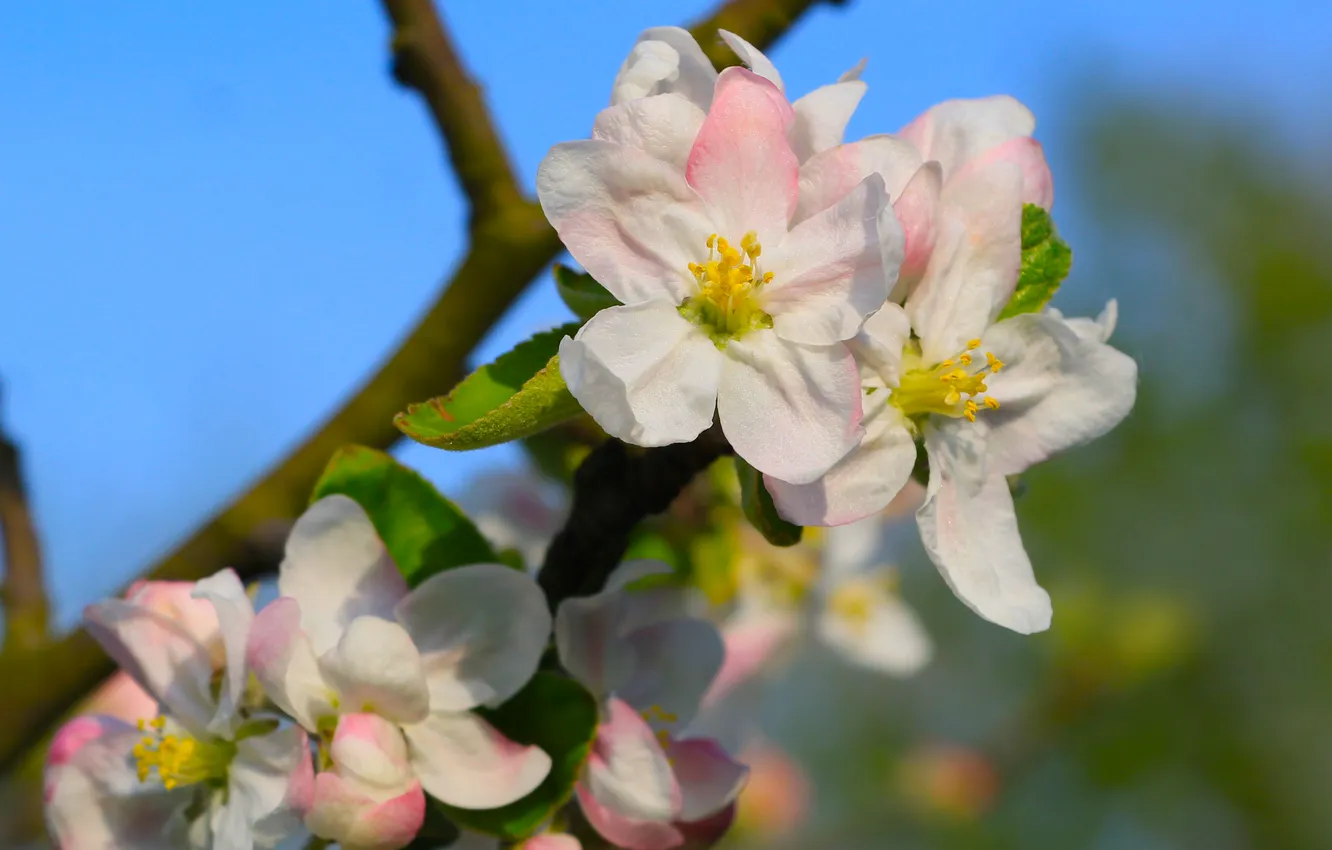 Photo wallpaper flower, spring, twig