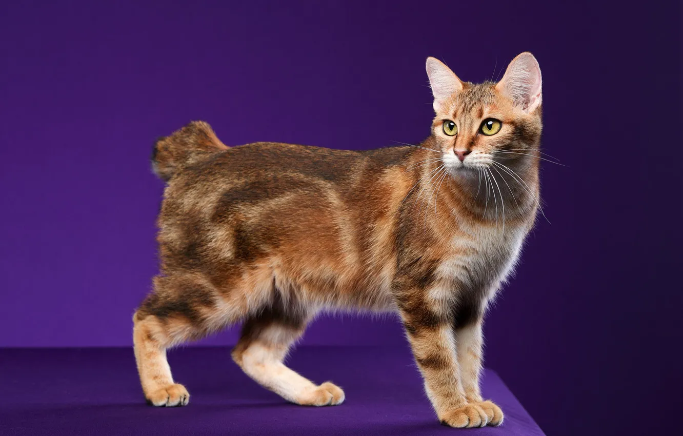 Photo wallpaper cat, cat, look, pose, red, face, purple background, short tail