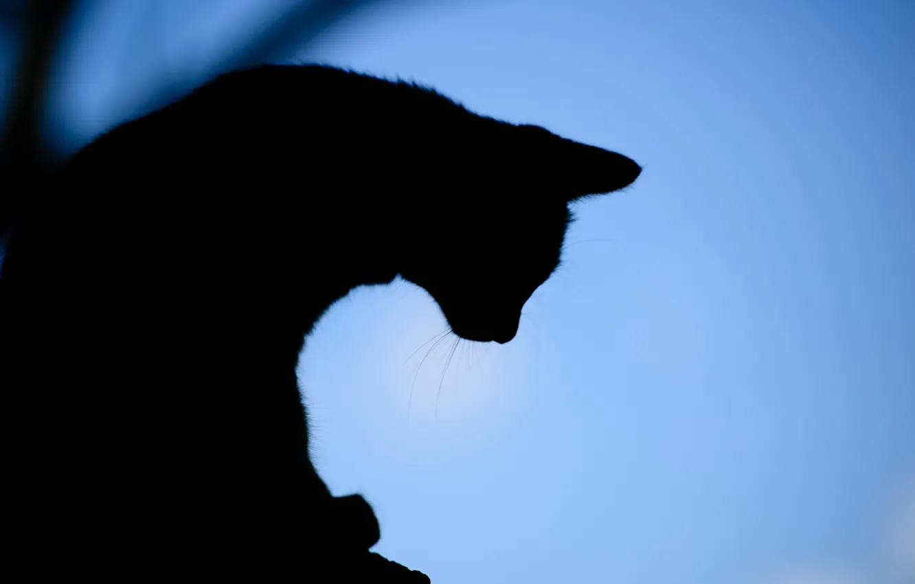 Photo wallpaper cat, background, the evening, silhouette