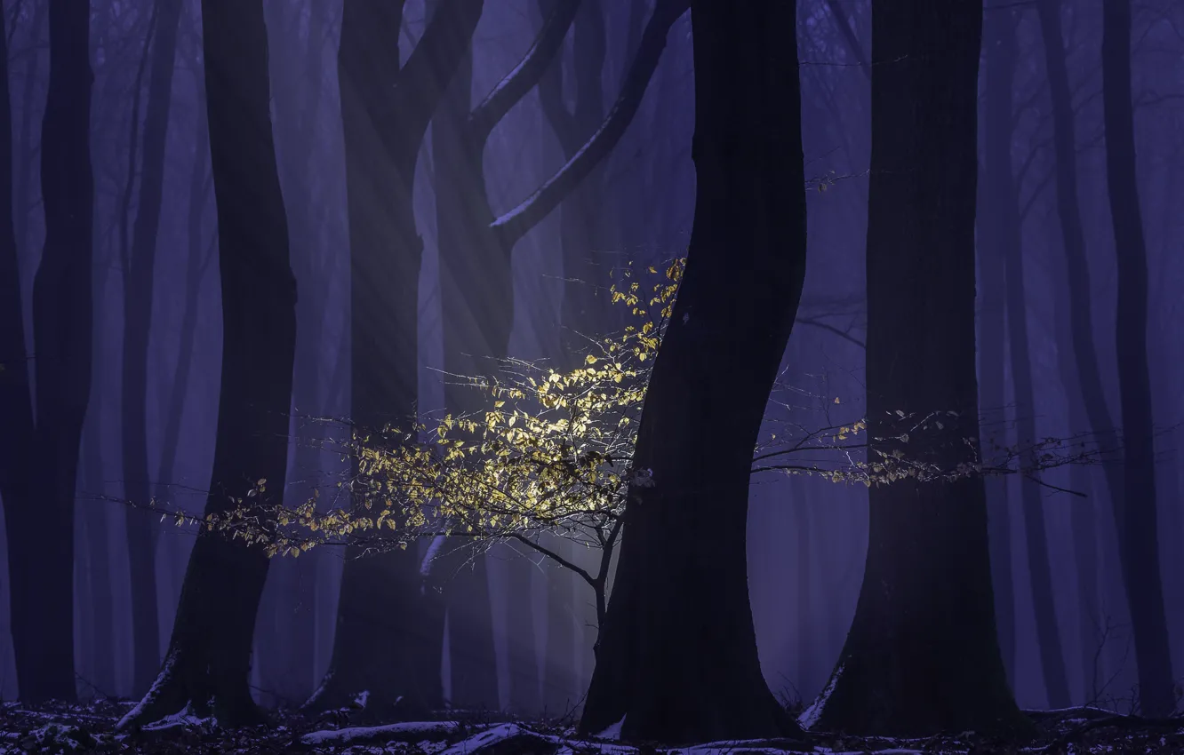 Photo wallpaper forest, rays, trees