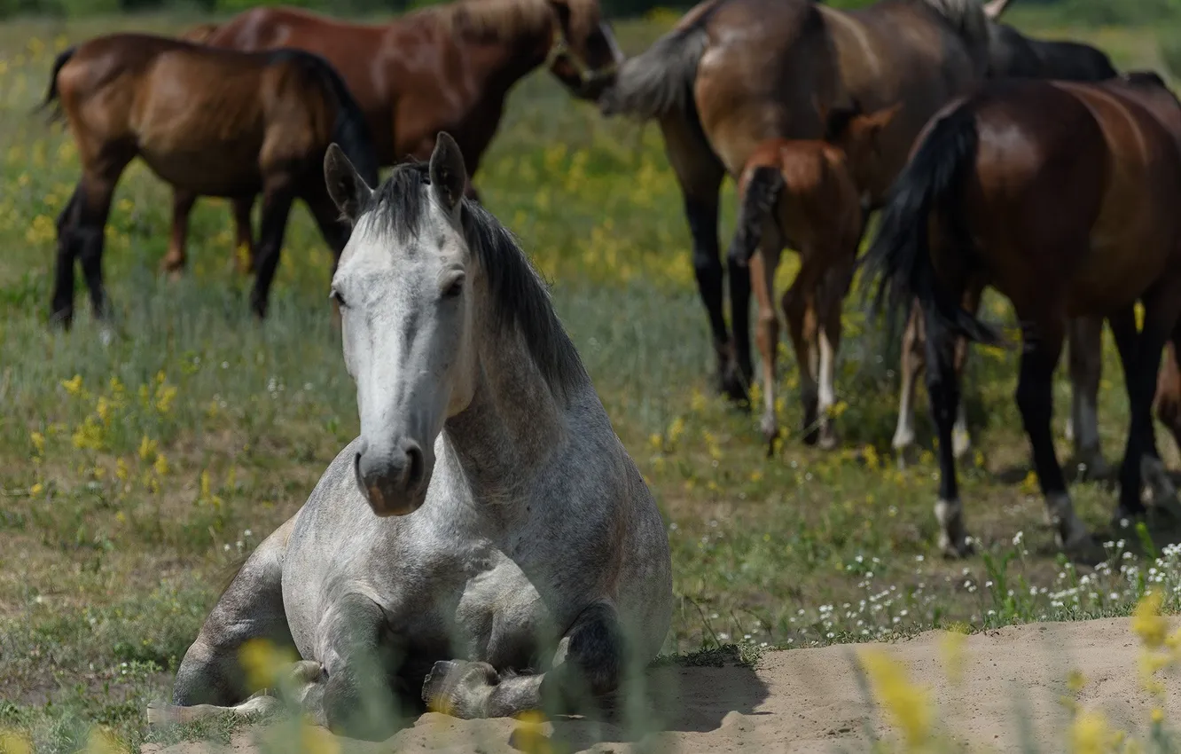 Photo wallpaper horse, the herd, Maxim Mikhailov