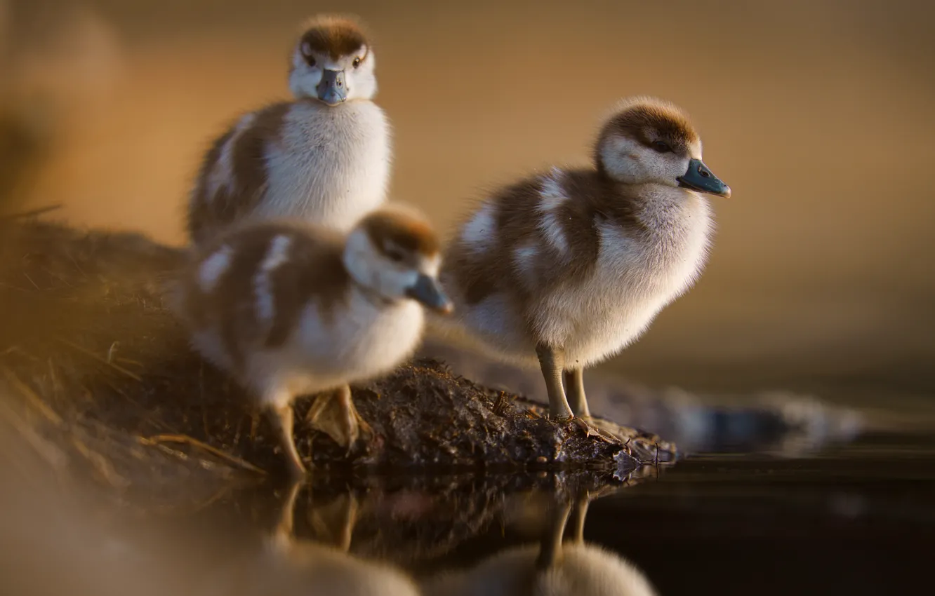 Photo wallpaper water, birds, trio, Chicks, the goslings, Trinity, Nile Geese