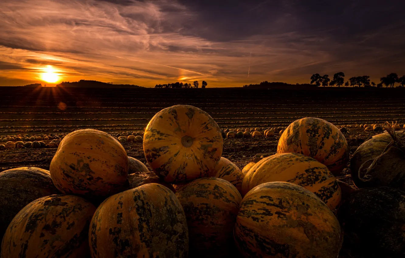 Photo wallpaper field, night, pumpkin